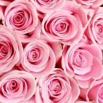  Mother's Day Rose Bouquet 24pcs 